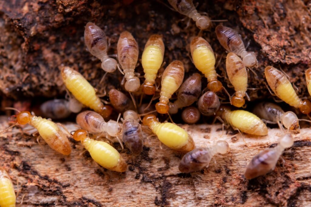 Insectes xylophages termites sur bois à Caen pour diagnostic termites et mérules.