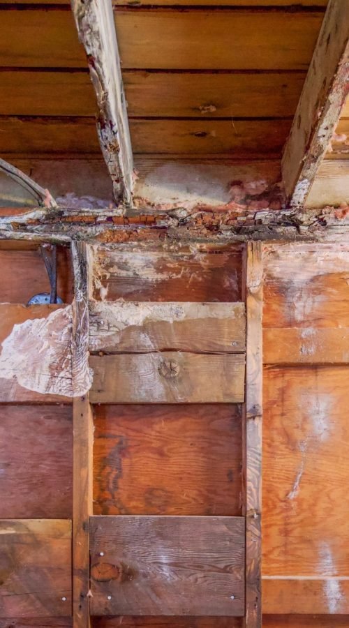 Charpente intérieure en bois attaquée par mérules à Caen pour diagnostic termites et mérules.