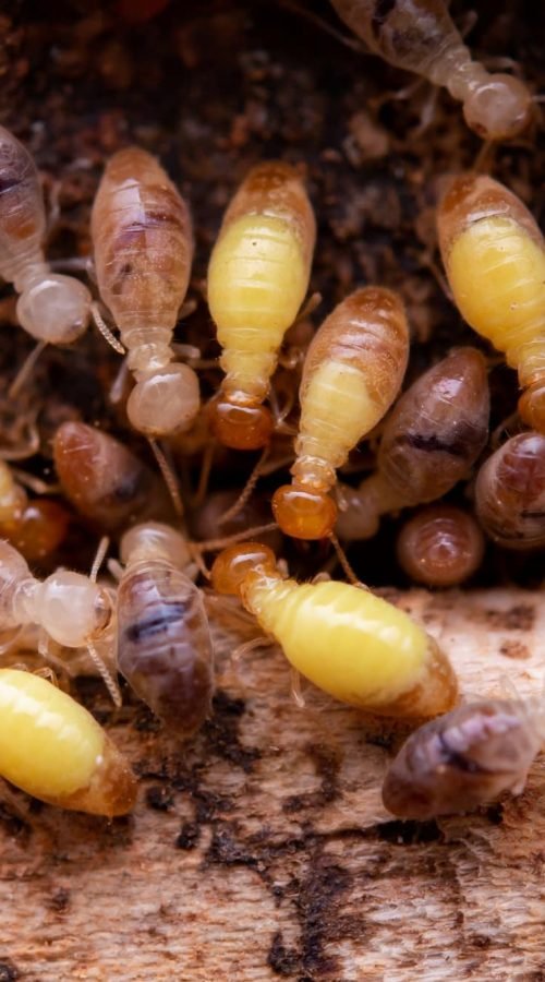 Insectes xylophages termites sur bois à Caen pour diagnostic termites et mérules.